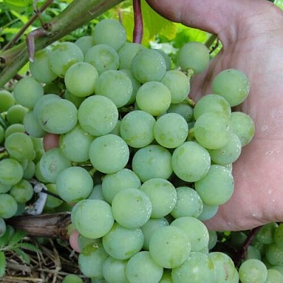 Виноград СУПАГА в Киргизии