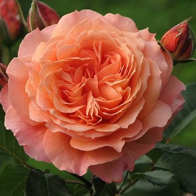 Роза шраб в Киргизии