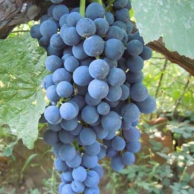 Виноград ВЕНУС в Киргизии