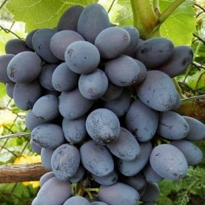 Черный виноград в Киргизии