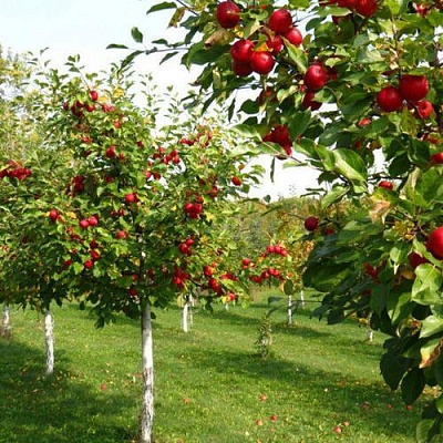 Плодовые деревья в Киргизии