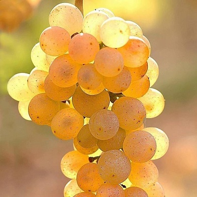 Белый виноград в Киргизии