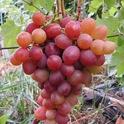 Виноград ЛИВИЯ в Киргизии
