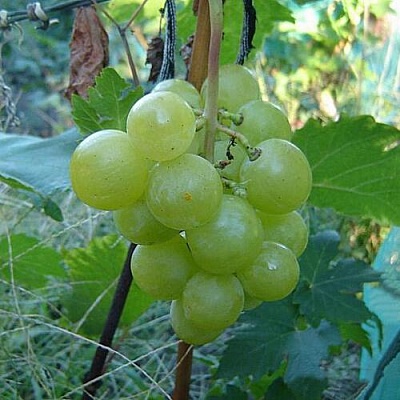 Виноград БАРС в Киргизии