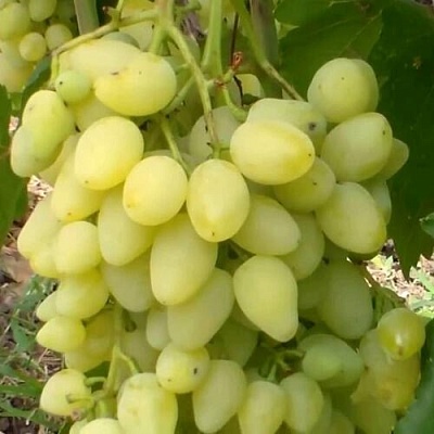 Виноград ЗАРНИЦА в Киргизии