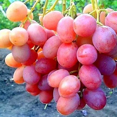 Виноград АНЮТА в Киргизии
