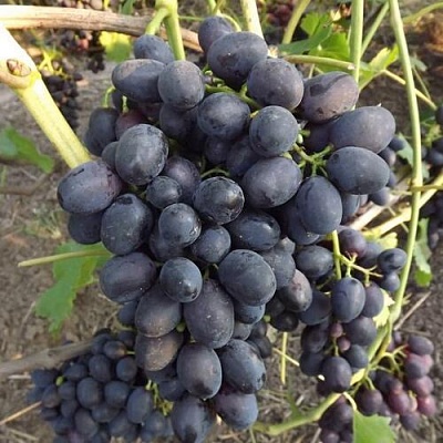 Виноград ЗАБАВА в Киргизии