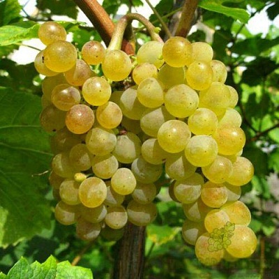 Виноград КРИСТАЛЛ в Киргизии
