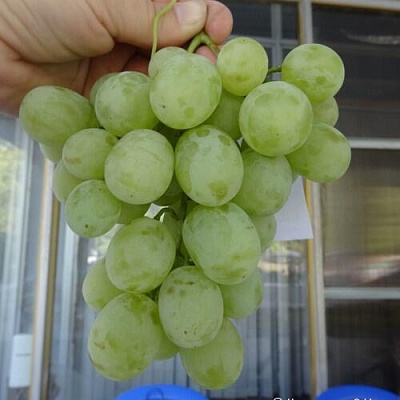 Виноград ВАНЮША в Киргизии