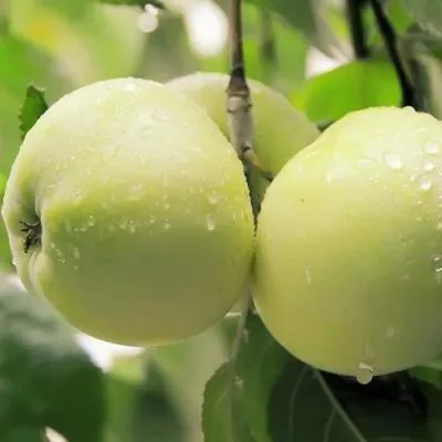 Саженцы яблони оптом в Киргизии