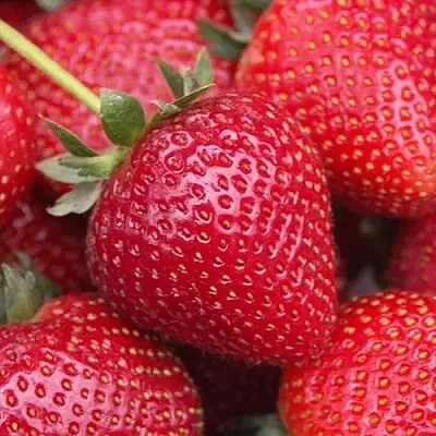 Клубника СЕЛЬВА ремонтантная купить в Киргизии недорого, цена